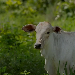 Manejo de Pasturas