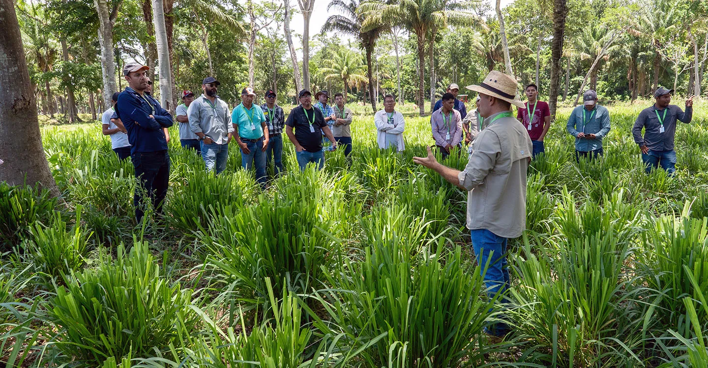 curso manejo de pasturas